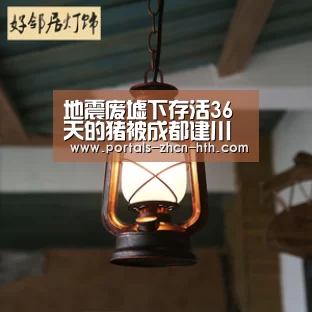 地震废墟下存活36天的猪被成都建川博物馆收养“hth”(图3) 华体会app