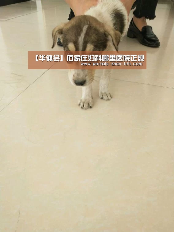 【华体会】石家庄妇科哪里医院正规(图4) 华体会app