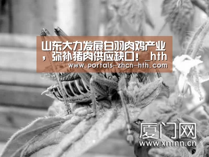 山东大力发展白羽肉鸡产业,弥补猪肉供应缺口!_hth(图2) 华体会app